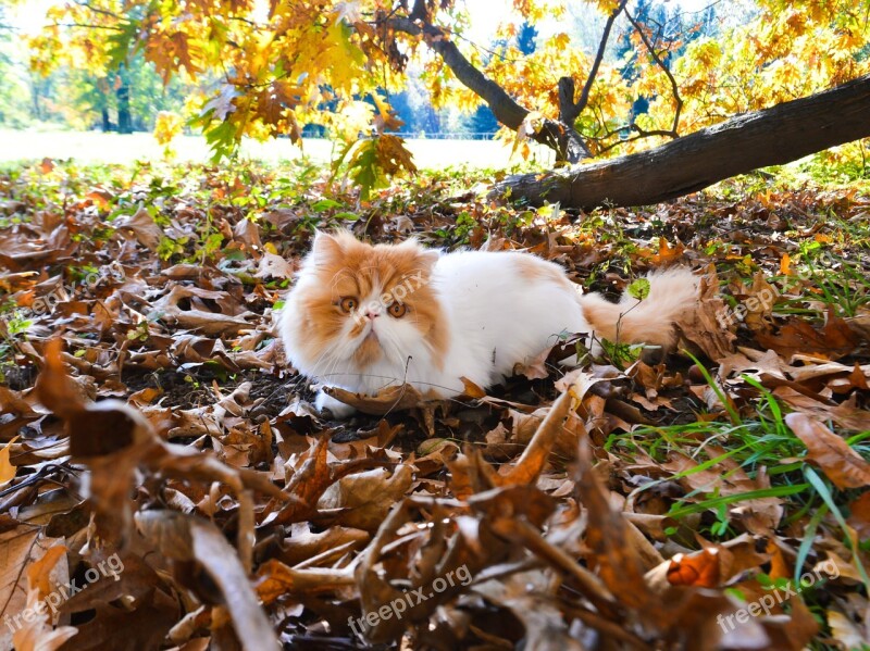 Cat Tomcat Persian Park Nature