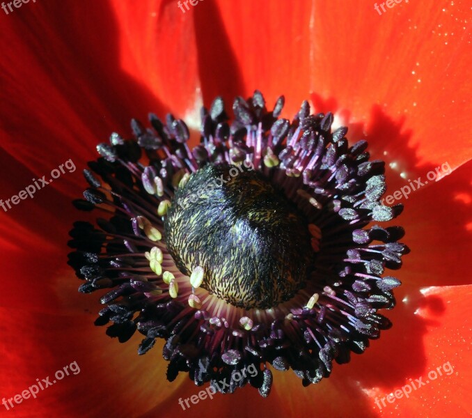 Anemone Red Stamen Flower Nature