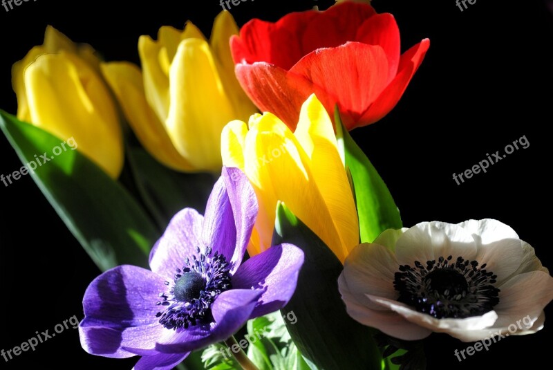 Tulips Anemone Flowers Colors Nature