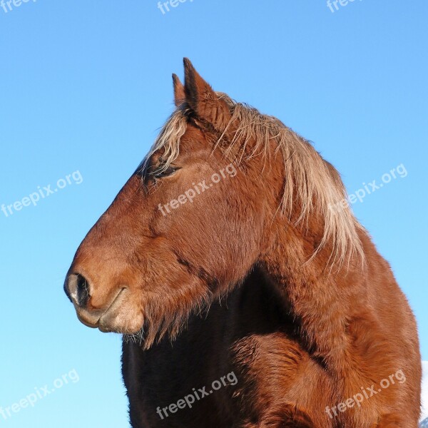 Horse Equine Head Profile Mane