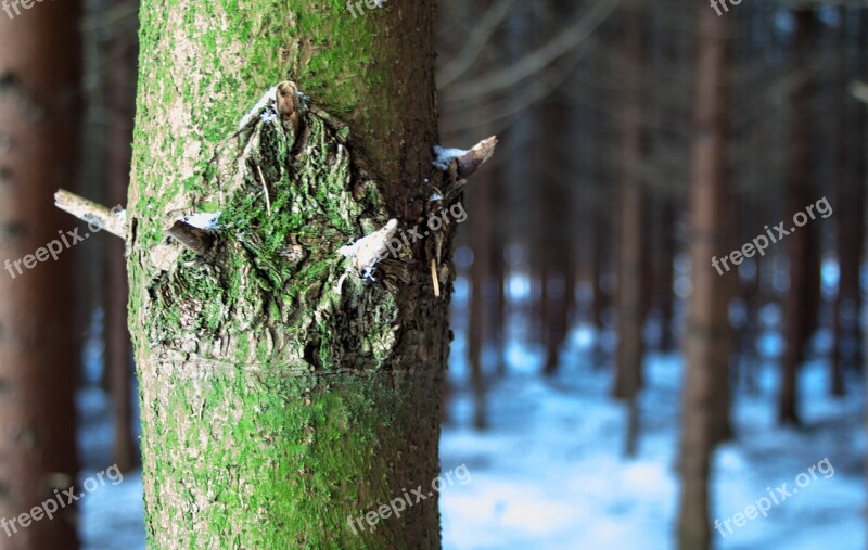 Tree Forest Snow Winter Nature