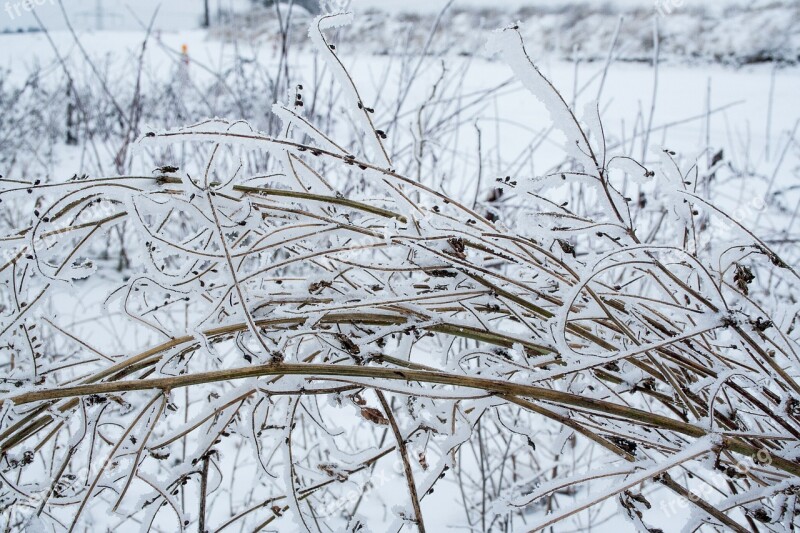 Winter Bush Snow Nature Frozen