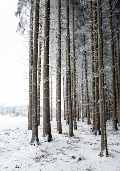 Tree Winter Snow Nature Tree Trunks