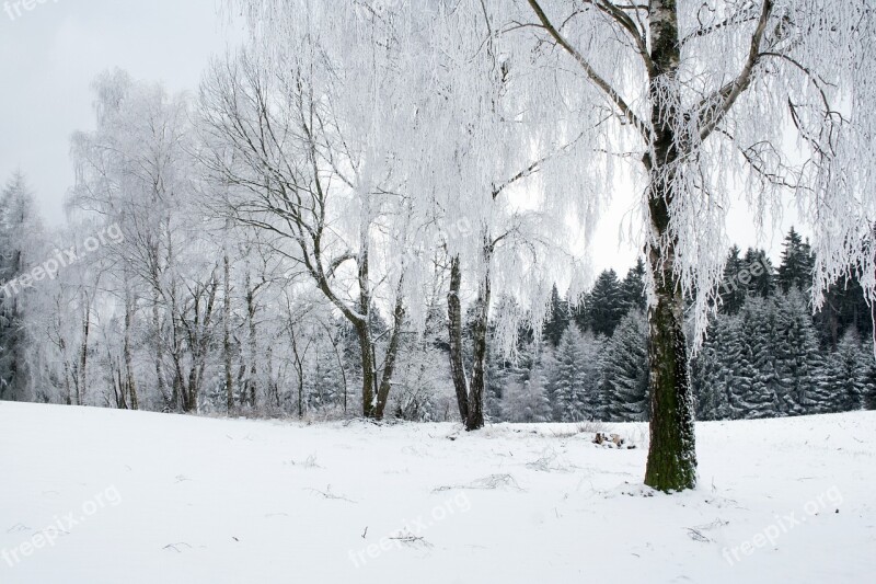 Winter Forest Snow Tree White