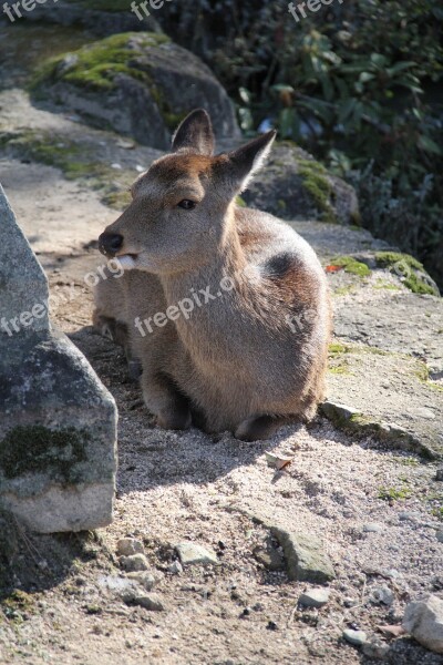 Deer Miyajima Japan Free Photos