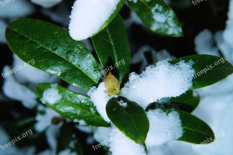 Rhododendron Leaves Bud Winter Snow