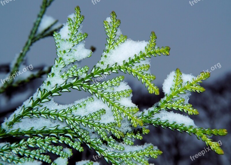 Branch Green Winter Plant Snow