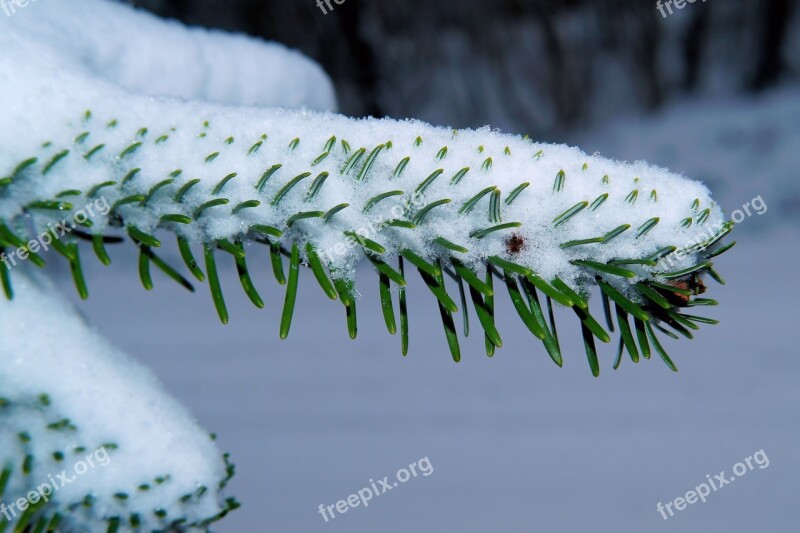 Fir Tree Needles Winter Snow Branch