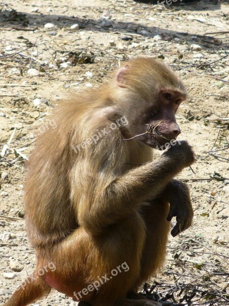 Monkey Sitting Food Brown Side View