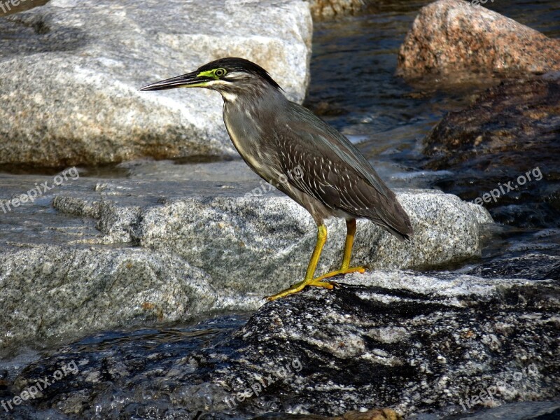 Egrets New Birds Nature Animal