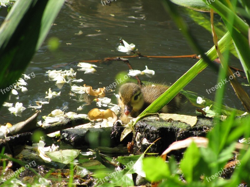 Duck Chicken Water Water Bird Wild Ducks