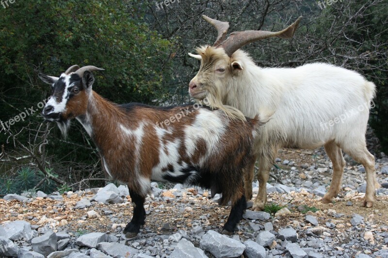 Goats Animals Wild Mountain Goat Creature