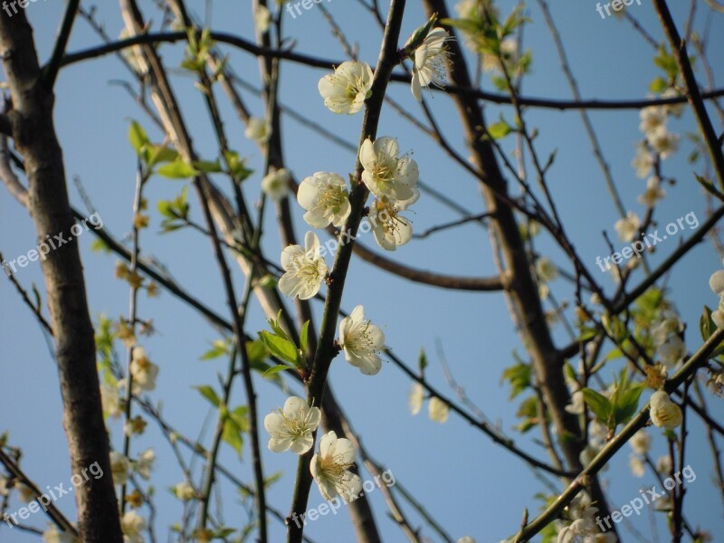 Plum Blossom Spring Japanese Apricot 蔣 's Former Residence Flowers