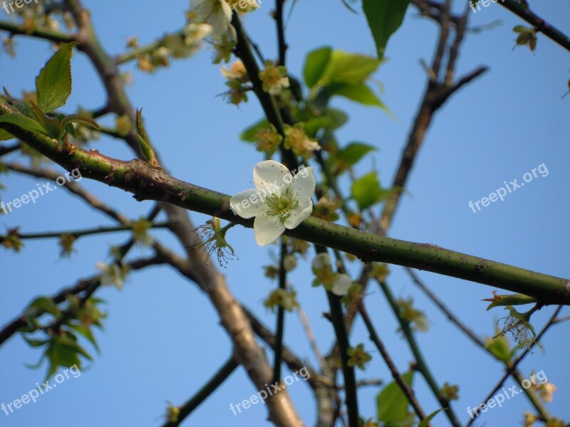 Plum Blossom Japanese Apricot 蔣 's Former Residence Taiwan Free Photos