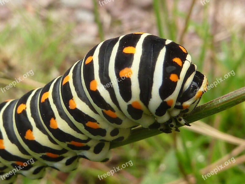 Insect Caterpillar Swallowtail Free Photos