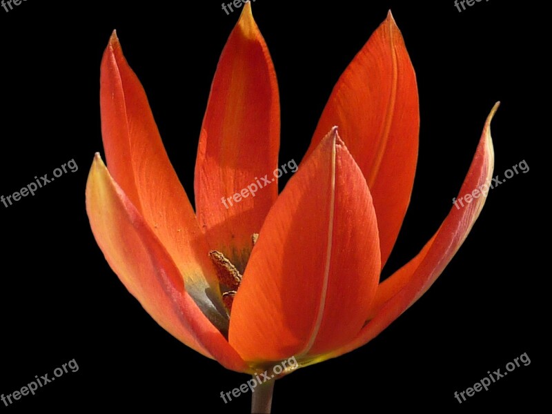 Flower Tulip Orange Whittallii Free Photos