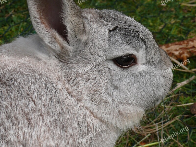 Rabbit Hare Nager Grey Close Up