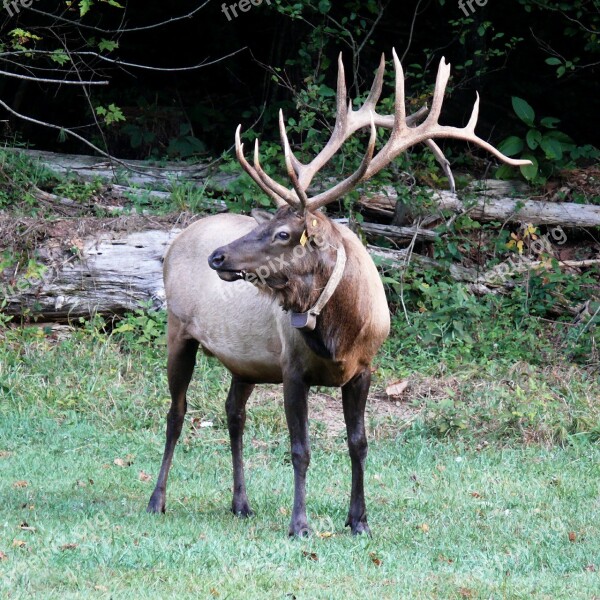 Elk Wildlife Woods Male North America