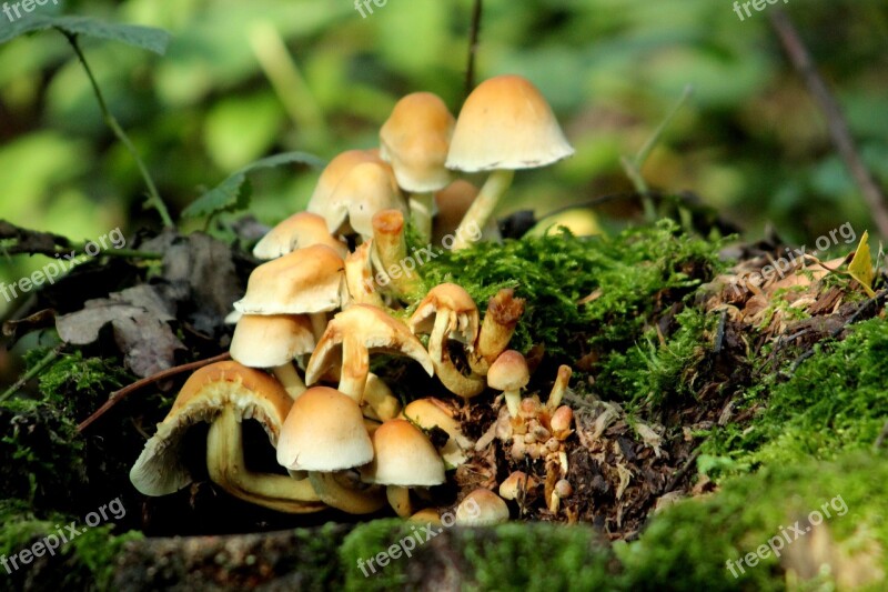 Mushrooms Forest Autumn Nature Moss