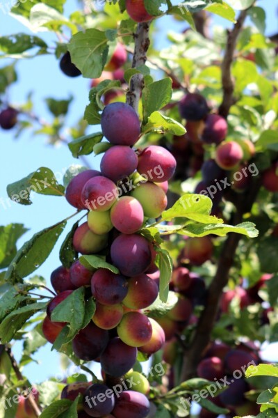 Fruit Plum Sweet Purple By Food