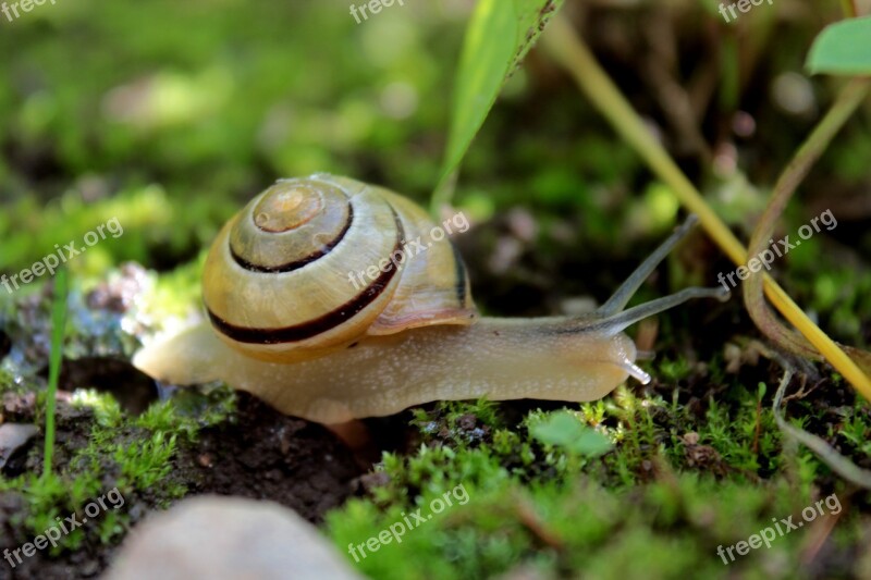 Snail Meadow Mollusk Nature Macro