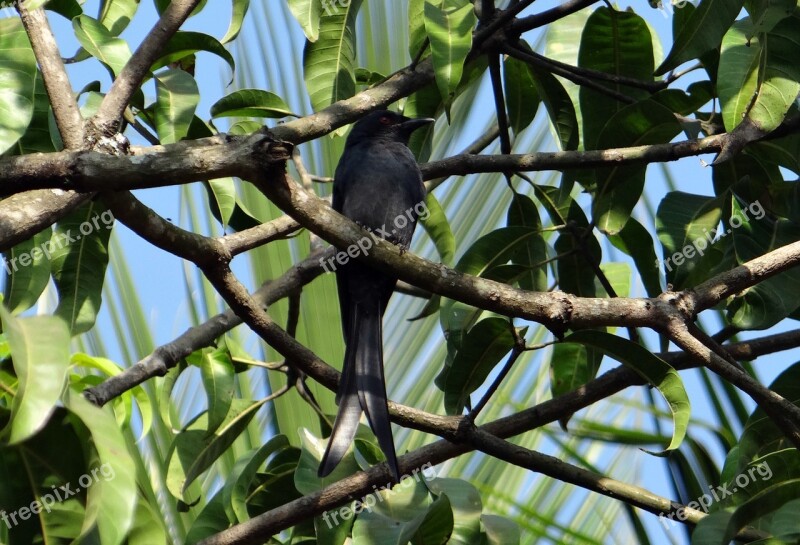 Drongo Bird Fauna Perched Mango Tree