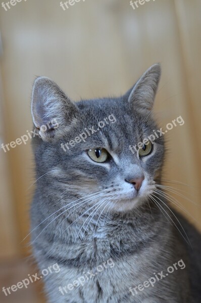 Cat Grey Domestic Cat Cat Face Curious