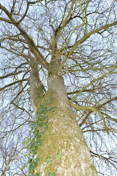 Tree Bare Winter Free Photos