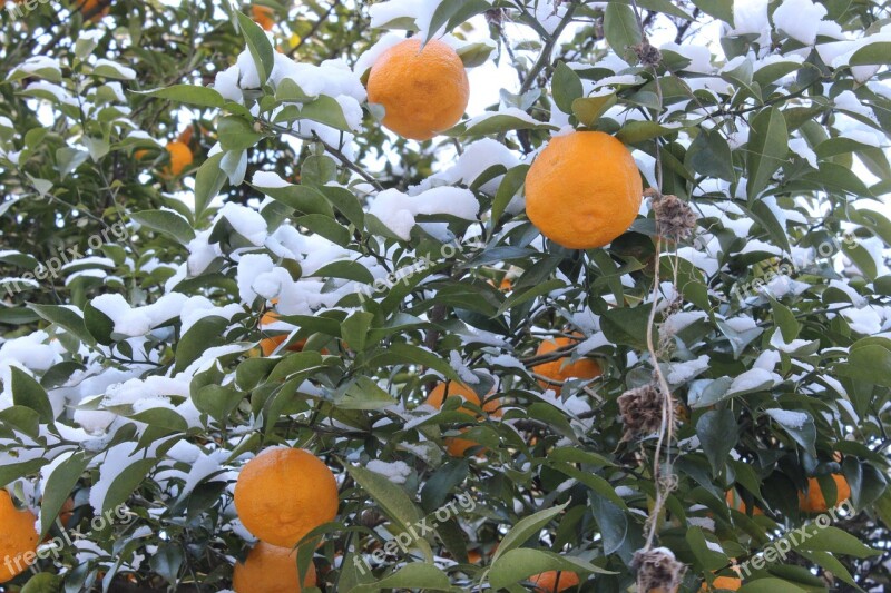 Mount Shinobu Citron Fukushima Snow Orange