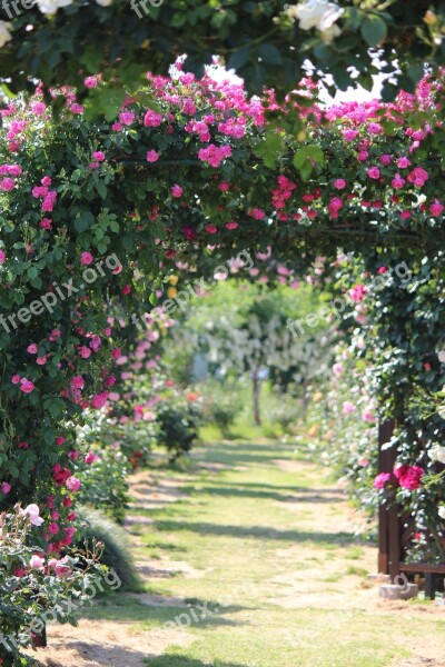 Rose Garden Rose Sato Liyuan Fukushima Free Photos