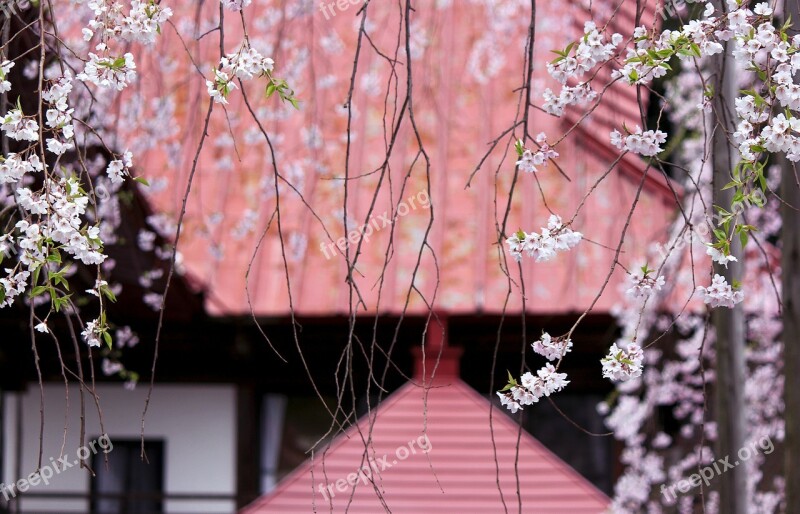 Cherry Blossoms 慈徳tera Sahara Fukushima Free Photos