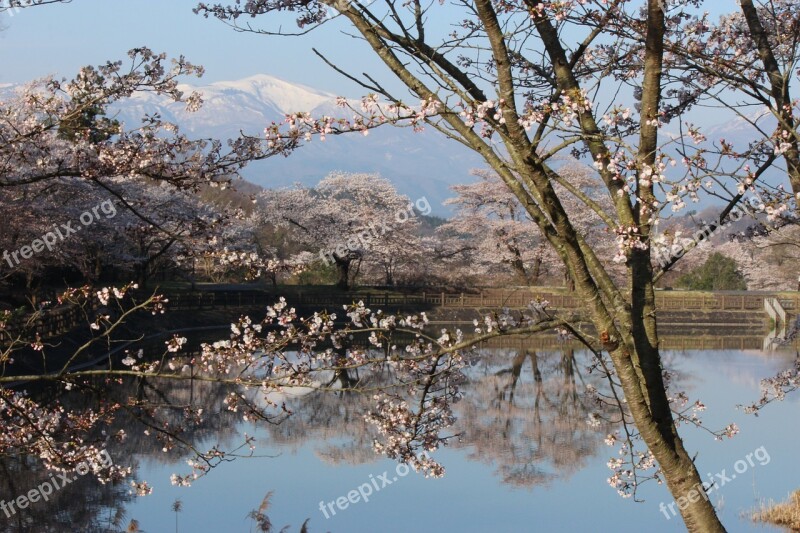 Chaya Marsh Park Cherry Blossoms Watari Azumayama Fukushima