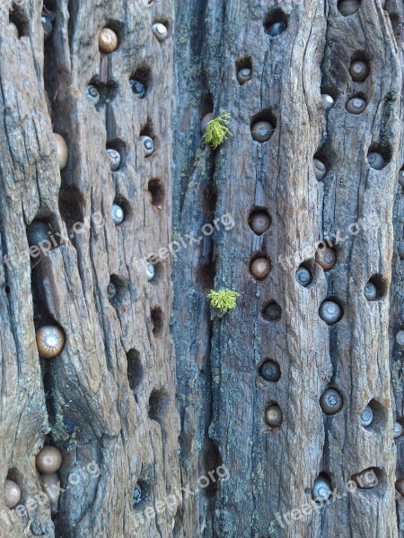 Tree Acorns Woodpecker Holes Natural Storage