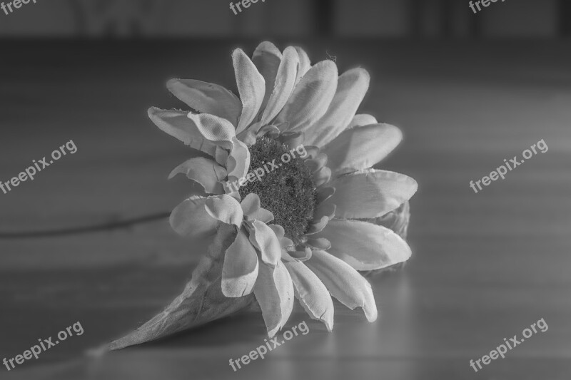 Flower Black White Sunflower Black And White