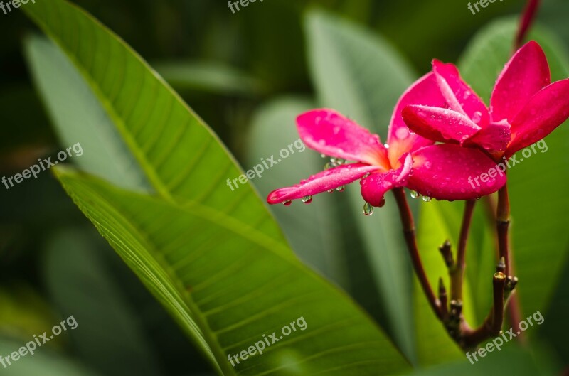 Flower Water Droplets Color Free Photos