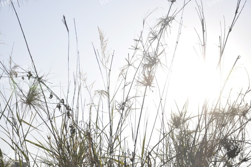 The Scenery Plant Natural Free Photos