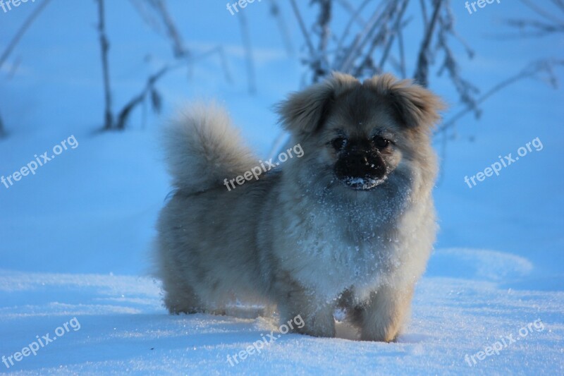 Tibetan Spaniel Puppy Winter Snow Landscape Free Photos