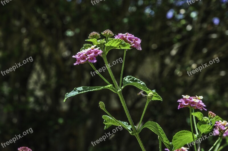 Flower Nature Flora Garden Fragile