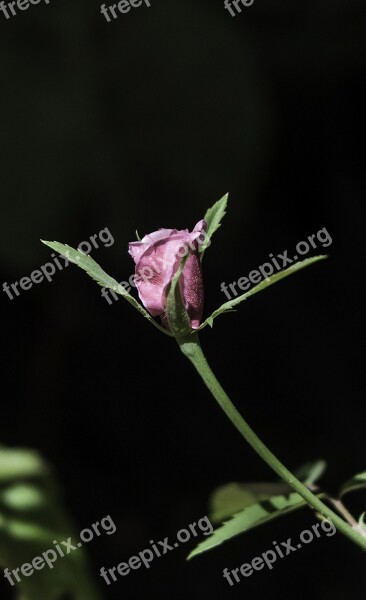 Rosa Flower Nature Button Plant