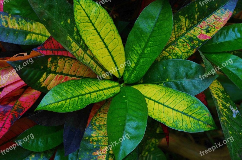 Hibiscus Leaves Green Foliage Nature