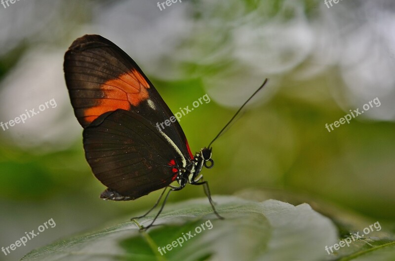 Butterfly Animal Nature Insect Summer