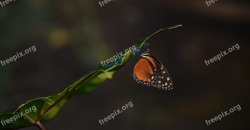 Butterfly Animal Nature Insect Summer