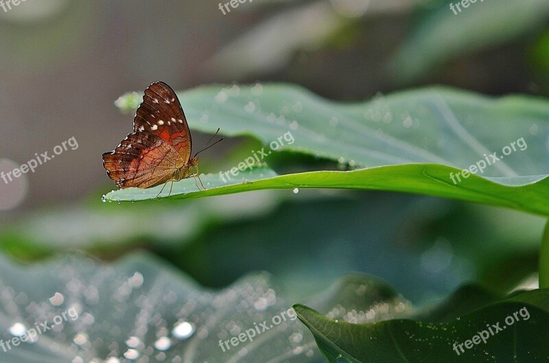 Butterfly Animal Nature Insect Summer