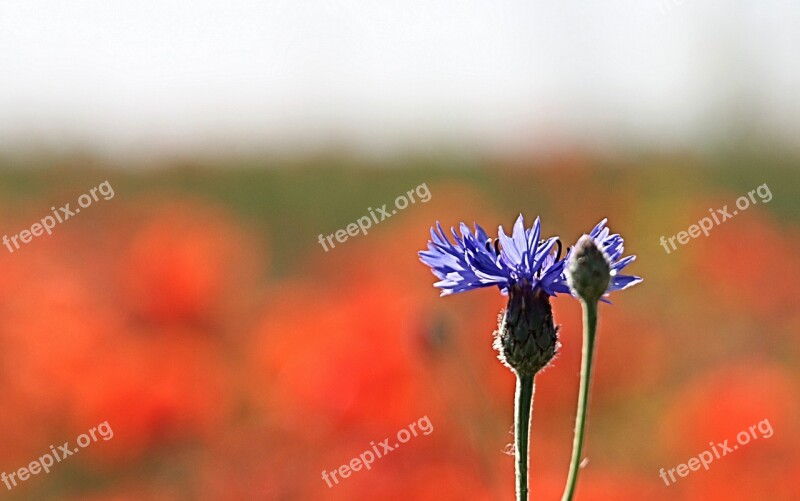 Cornflower Bud Blue Out Of Focus Stalk