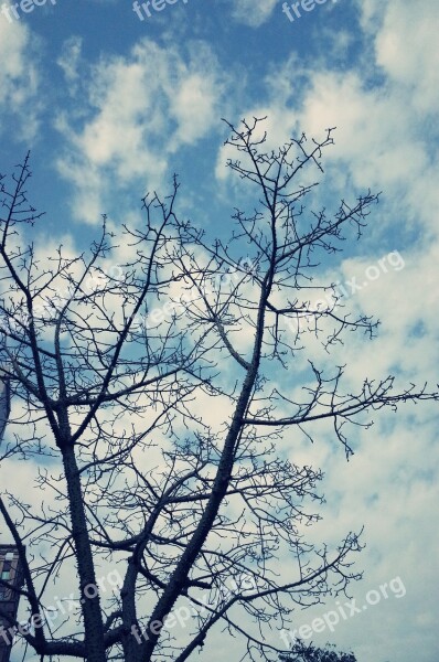 Sky Blue Day Baiyun Branches Wide