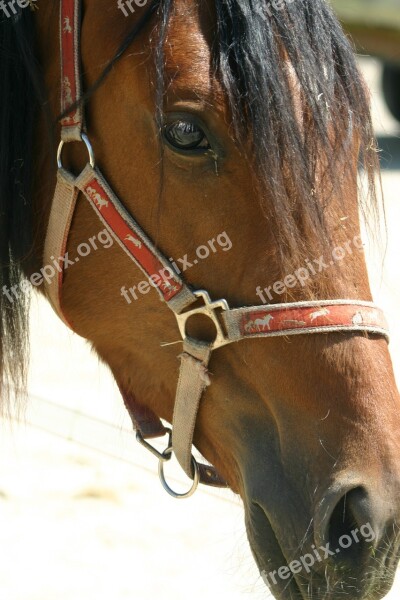 Horse Horsehead Halter Meadow Animal