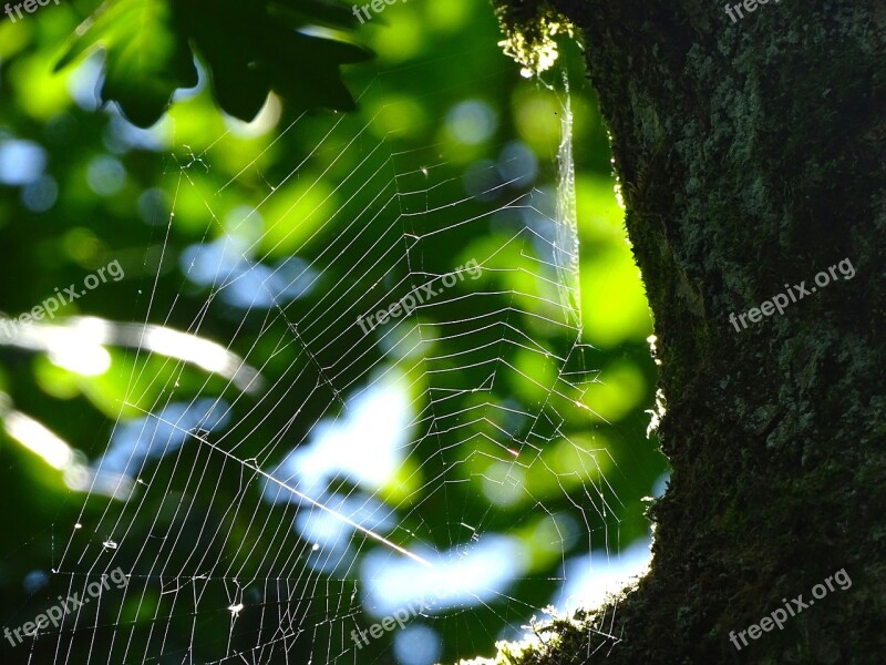 Cobweb Spider Web Nature Close Up