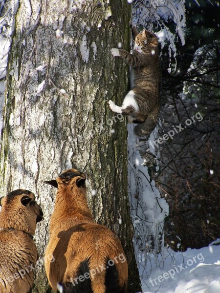 Cat Sheep Tree Fear Scaredy Cat