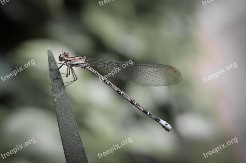 Damselfly Dragonfly Insect Wildlife Nature