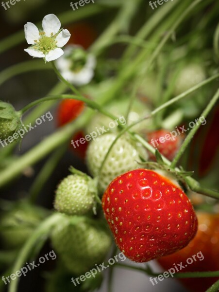 Strawberry Agriculture Berries Fruit Organic